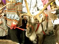 2003: Harrods Christmas Parade (25)